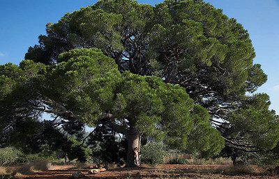 Antea in Pinos from Errotica Archive