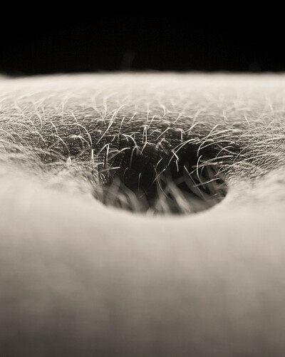 Josephine in Belly Button from Gallery Carre