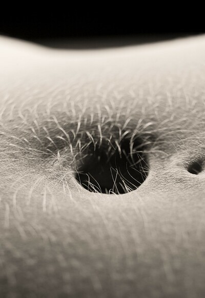 Josephine in Belly Button from Gallery Carre