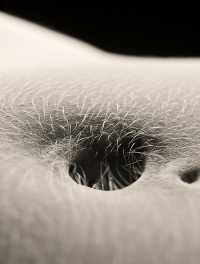 Josephine in Belly Button from Gallery Carre