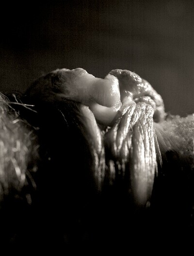 Natalia in Natalia 's Secrets from Gallery Carre