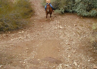 Amanda in Horse-Pics from Nubiles