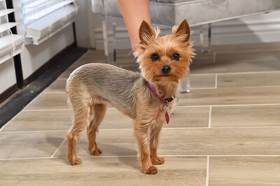 Cassplay IV in Pearls For Play from FTV Milfs